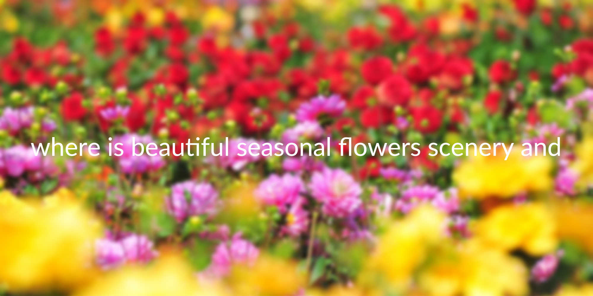 where is beautiful seasonal flowers scenery and